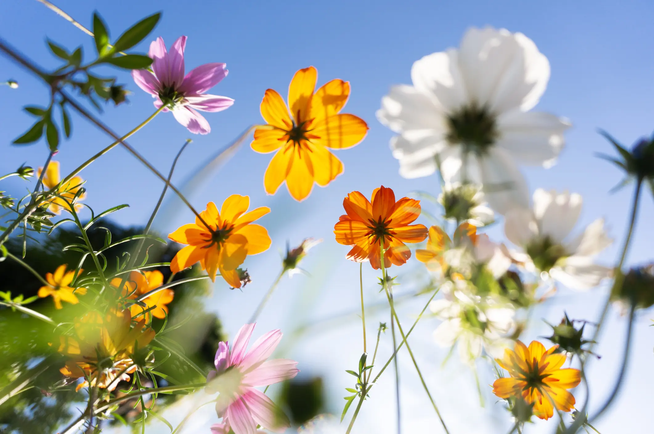 Nature & Flora