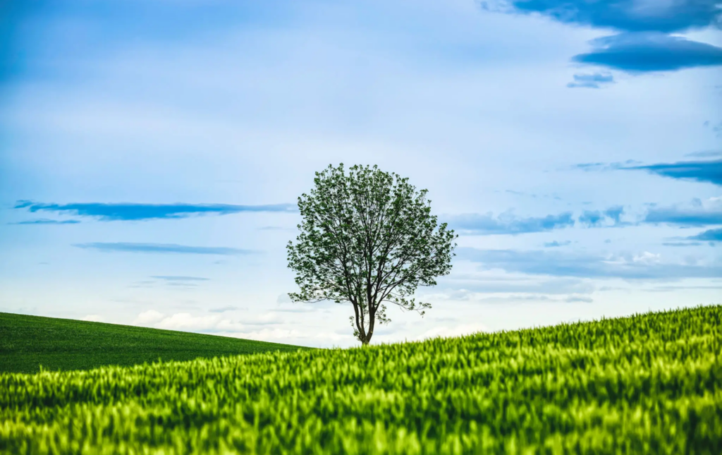 Single tree on grassy hill