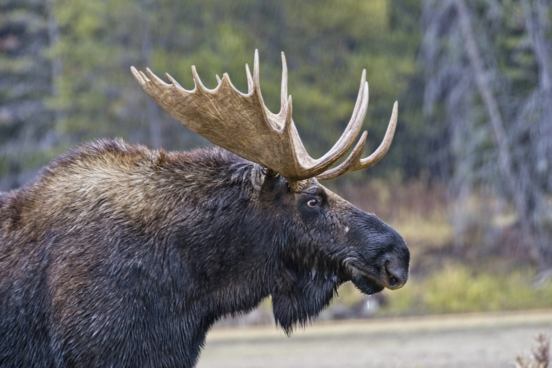 Wildlife