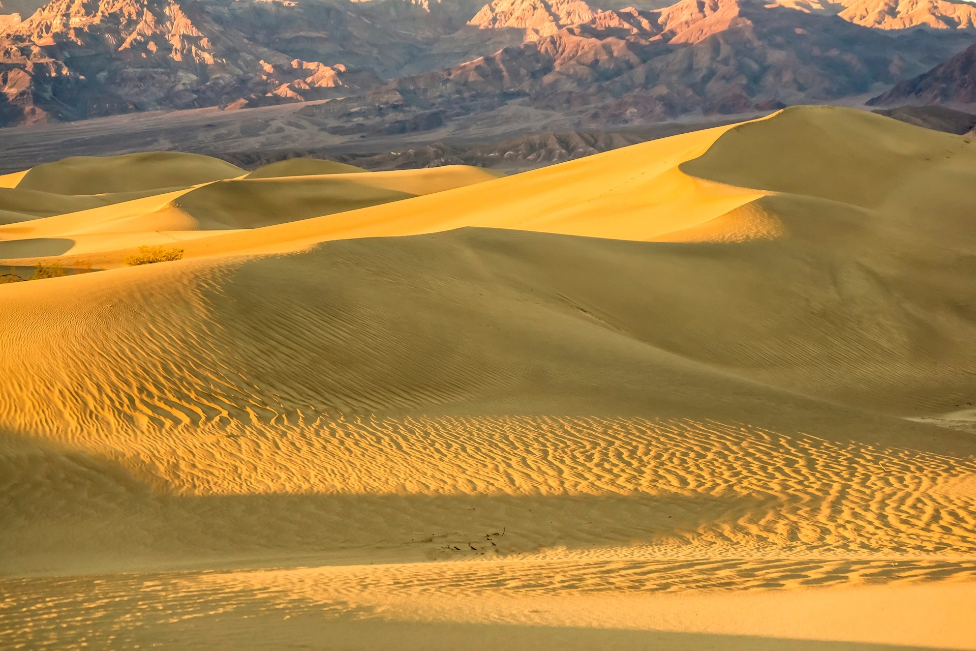 Golden sand dunes with distant rocky mountains.